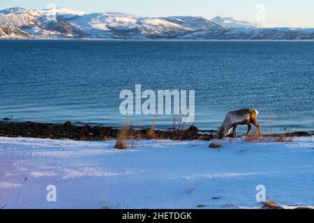 Renne dans son environnement naturel manger dans la neige au bord d'un fjord à Brensholmen, près de Tromso Norvège Scandinavie Banque D'Images