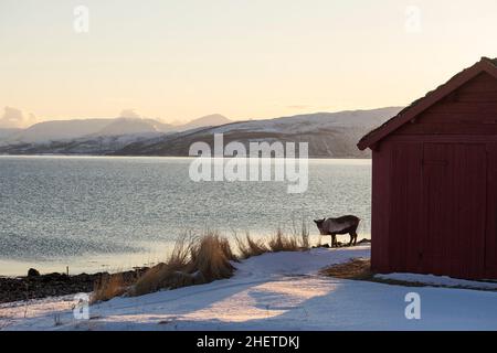 Renne dans son environnement naturel manger dans la neige au bord d'un fjord à Brensholmen, près de Tromso Norvège Scandinavie Banque D'Images