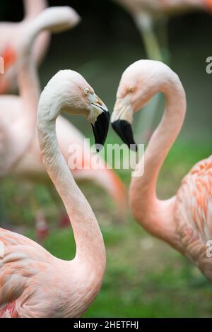 deux têtes et cols de plus grand flamants bâtiment beau coeur figure Banque D'Images