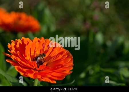 abeille sur la grande fleur rouge d'orange de fleur de marigold Banque D'Images