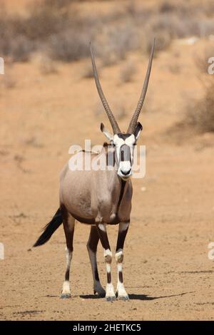 Gemsbok dans le Kgalagadi Banque D'Images