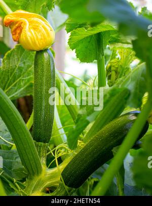 Courgettes, ou courgettes cultivées organiquement, fleurs et fruits prolifèrent, fournissant un approvisionnement constant de légumes d'été.Un jardin à la maison en NZ Banque D'Images