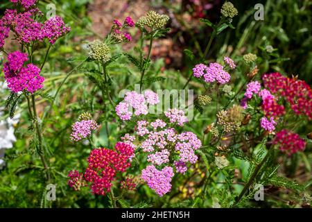 L'ornement yarrow, Cerise Queen, fleurit dans un jardin de chalet en été, est idéal pour les fleurs coupées et les bouquets.Canterbury, Nouvelle-Zélande Banque D'Images