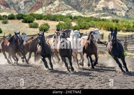 Rassemblement de chevaux dans le Corral de montagne Banque D'Images