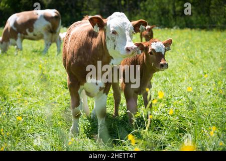 mama et petite vache regardant à côté de la droite dans la prairie verte Banque D'Images