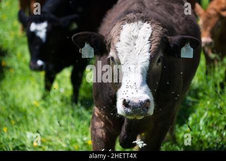 vache de borwn sombre avec des mouches sur le dessus dans le pré vert Banque D'Images