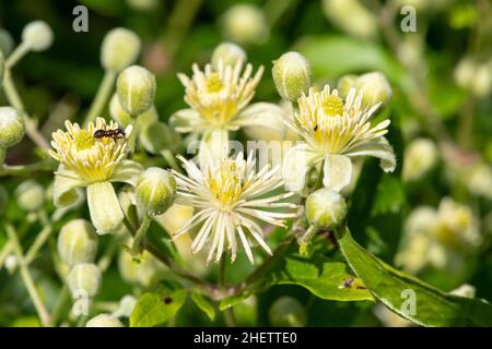 Gros plan des fleurs de la barbe de vieux ans (clematis vitalba) en fleur Banque D'Images