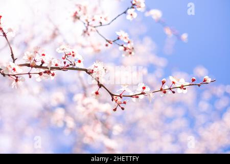 Fleur de sakura printanière.Branche délicate de cerises avec des fleurs blanches sur le fond du ciel avec des nuages. Banque D'Images