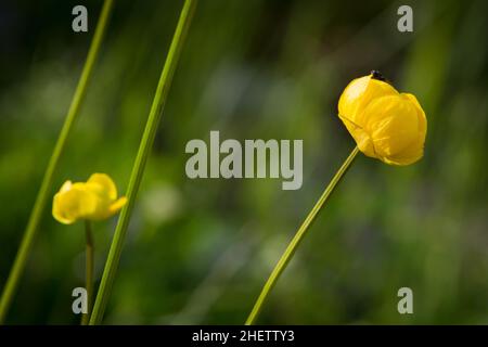 globeflower avec mouche sur fond vert Banque D'Images