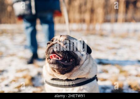 Femme marchant chien de pug dans un parc d'hiver enneigé tenant la laisse.Gros plan du museau de l'animal montrant la langue Banque D'Images