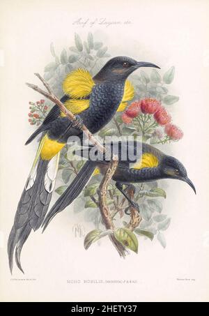 Moho Nobilis (adulte mâle et femelle) ou Hawaiʻi ʻōʻō autrefois commun sur la Grande île mais conduit à l'extinction par la collecte de son plumage pour les collections privées, les maladies transmises par les moustiques et la déforestation de son habitat naturel.Photographie d'une plaque colorée d'un livre illustré sur les oiseaux des îles hawaïennes publié en 1893. Banque D'Images