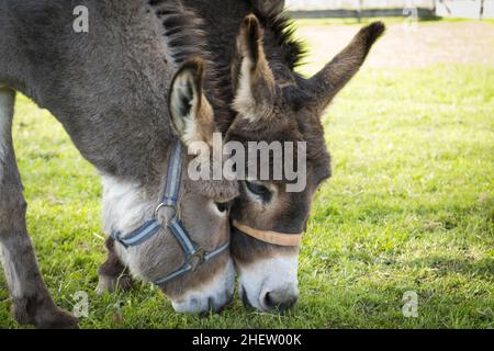 deux ânes mangeant de l'herbe avec des têtes se touchant l'un l'autre Banque D'Images