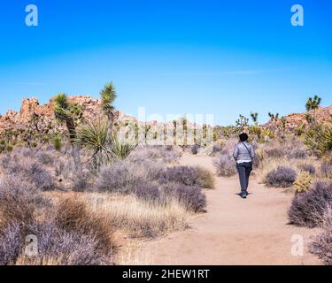 San Bernardino County, CA, États-Unis - 5 janvier 2022 : randonnée sur le sentier de scoutisme dans le parc national de Joshua Tree, comté de San Bernardino, CA. Banque D'Images