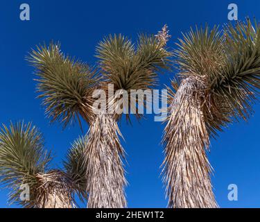 San Bernardino County, CA, États-Unis - 5 janvier 2022 : gros plan d'un Joshua Tree (Yucca brevifolia). Banque D'Images