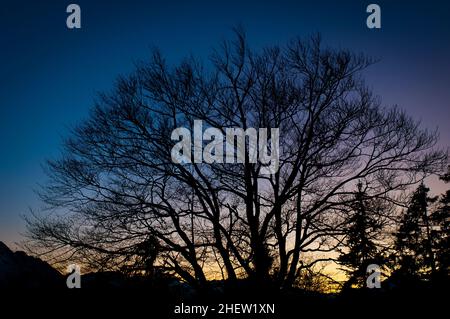 tilleul au coucher du soleil avec montagnes et arbres en arrière-plan Banque D'Images