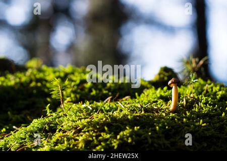 un seul champignon sur une pierre à la mousse verte dans la forêt à l'automne Banque D'Images