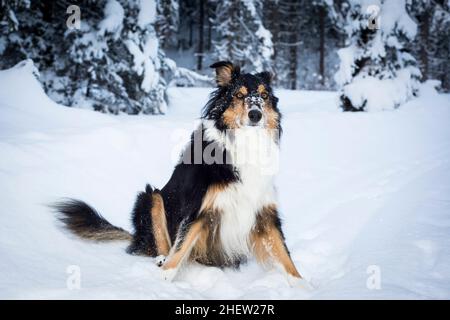 le chien crossbreed collie husky, à la bordure ludique, est assis dans la neige en hiver Banque D'Images