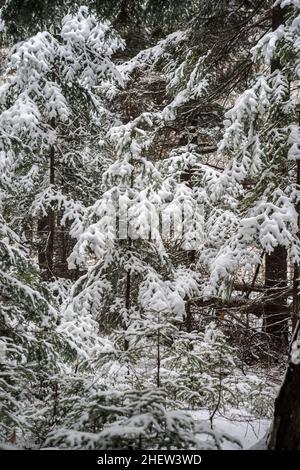 Sapins dans une couche de neige fraîche au début de l'hiver Banque D'Images