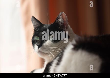 Portrait de chat blanc avec des taches noires dans une pièce avec des rideaux en arrière-plan Banque D'Images