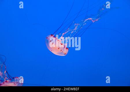 belle gelée de poisson rose dans la mer bleu profond Banque D'Images