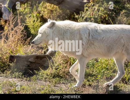 Loups arctiques -Canis lupus arctos- en captivité.Gros plan d'un loup blanc de l'arctique.Photo de voyage, mise au point sélective, pas de personnes Banque D'Images