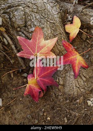 Vue rapprochée de la base d'un arbre rouge et jaune feuilles d'automne. Banque D'Images