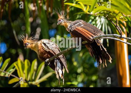 Deux oiseaux de reptile de hoatzin en gros plan dans la jungle de la forêt tropicale Banque D'Images