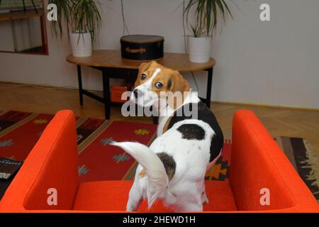 Chien Beagle dans la salle de séjour.Aucune image de stock Banque D'Images