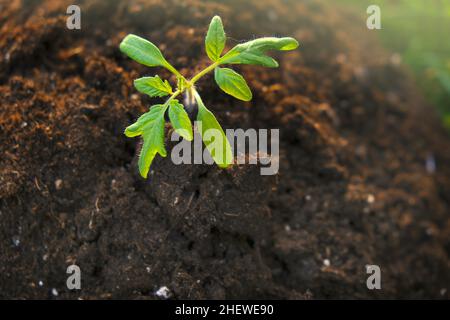 semis de tomate et tourbe dans le sol . culture des semis.Concept d'agriculture et de végétation. Banque D'Images