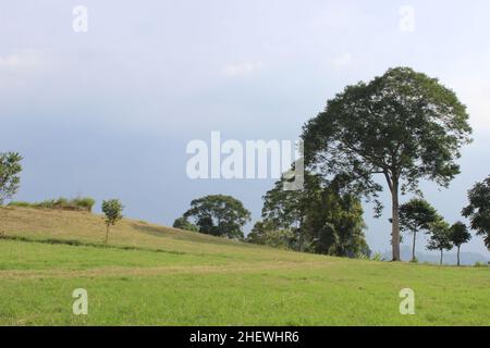 Paysage d'été de Green Meadows avec de grands arbres à midi, vert frais Grand Meadow Banque D'Images