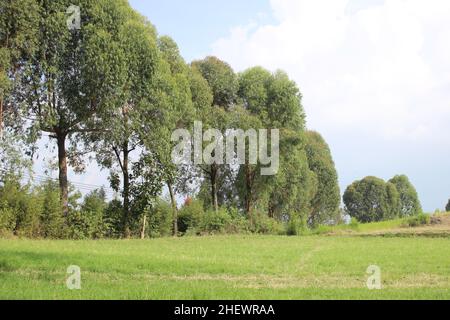 Paysage d'été de Green Meadows avec de grands arbres à midi, vert frais Grand Meadow Banque D'Images