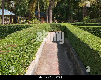 Carmona retusa (thé hokkien) planté le long du sentier dans le jardin Banque D'Images