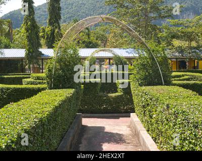 Carmona retusa (thé hokkien) planté le long du sentier dans le jardin Banque D'Images