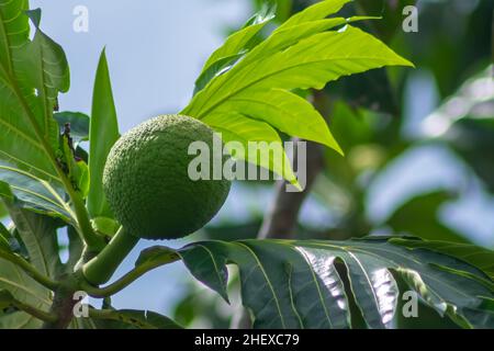 Fruits à pain tropicaux frais et verts non mûrs avec des feuilles accrochées à l'arbre sous la lumière du soleil Banque D'Images