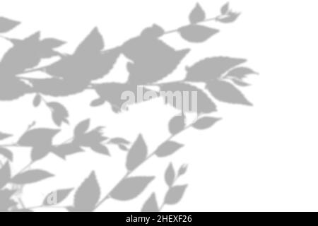 Ombres d'été provenant de feuilles d'orme sur un mur blanc.Arrière-plan blanc et noir pour la superposition sur la maquette Illustration de Vecteur