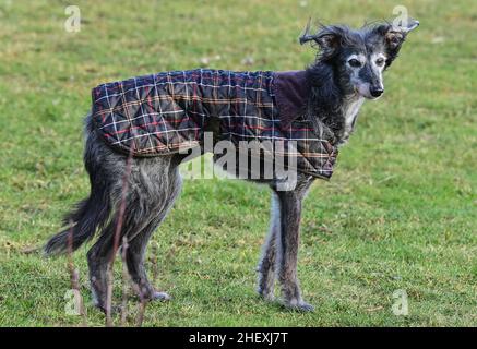 Seelow, Allemagne.07th janvier 2022.ILLUSTRATION - Un greyhound porte un manteau.La Ligue allemande de protection des animaux met en garde contre le surhabillage des animaux et leur habillage comme des êtres humains.Les vêtements ne sont appropriés que dans des cas exceptionnels - comme les chiens très vieux ou malades, les races avec peu de sous-poil ou avec la fourrure courte, effilage.L'occasion est la Journée 'Dress Your PET' le 14 janvier, qui est particulièrement courante aux États-Unis.Credit: Patrick Pleul/dpa-Zentralbild/ZB/dpa/Alay Live News Banque D'Images