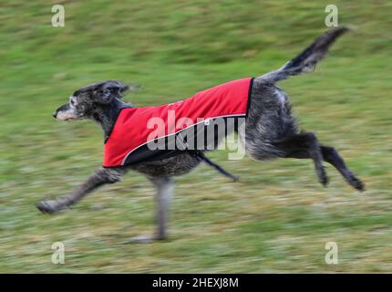 Seelow, Allemagne.07th janvier 2022.ILLUSTRATION - Un greyhound porte un manteau.La Ligue allemande de protection des animaux met en garde contre le surhabillage des animaux et leur habillage comme des êtres humains.Les vêtements ne sont appropriés que dans des cas exceptionnels - comme les chiens très vieux ou malades, les races avec peu de sous-poil ou avec la fourrure courte, effilage.L'occasion est la Journée 'Dress Your PET' le 14 janvier, qui est particulièrement courante aux États-Unis.Credit: Patrick Pleul/dpa-Zentralbild/ZB/dpa/Alay Live News Banque D'Images