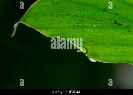 gouttes d'eau sur la feuille tropicale verte avec un arrière-plan sombre et flou sous la lumière du soleil Banque D'Images