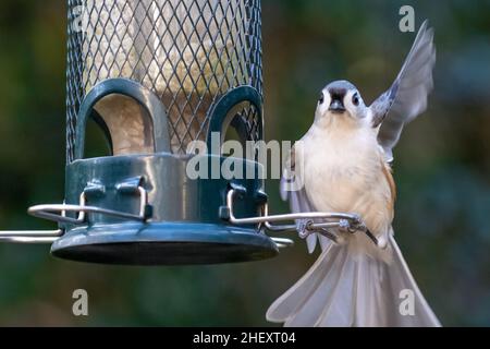 Titmouse touffeté (Baeolophus bicolor) agitant un bonjour sympathique d'un mangeoire à oiseaux de cour à Ponte Vedra Beach, Floride.(ÉTATS-UNIS) Banque D'Images