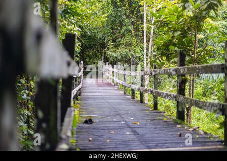 Pont en bois dans la forêt tropicale de Bornéo.Près de l'Orang Utan sanctuaire Sepilok, Sabah, chemin de pied dans la jungle, traversant une petite rivière dans la pluie f Banque D'Images