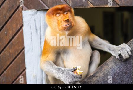 Le singe proboscis ou singe à long nez est un singe arboricole du Vieux monde avec un nez exceptionnellement grand.Un larvatus de Nasalis à Sepilok, Bornéo.Le Banque D'Images