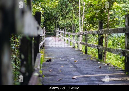 Pont en bois dans la forêt tropicale de Bornéo.Près de l'Orang Utan sanctuaire Sepilok, Sabah, chemin de pied dans la jungle, traversant une petite rivière dans la pluie f Banque D'Images