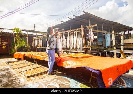 Sandakan, Malaisie - 06 janvier 2022 : village de Fisher man près du centre de Sandakan, Bornéo.Femme accrochant d'énormes poissons sur un rack en bois pour les sécher Banque D'Images