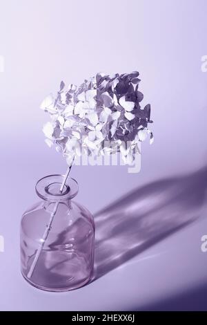 Hydrangea, hortensia, fleur séchée dans la tendance très Peri. Couleur de l'année. Sélectif foyer.Encore vie, art, concept de minimalisme.Style botanique. Banque D'Images