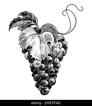 Bouquet de raisins.Dessin noir et blanc Banque D'Images