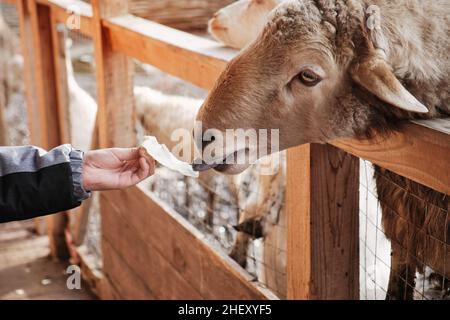 Animal nourrissant à la main dans la ferme.RAM mange le chou de la main des enfants à travers la clôture. Banque D'Images