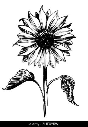 Tournesol en fleur.Dessin noir et blanc Banque D'Images