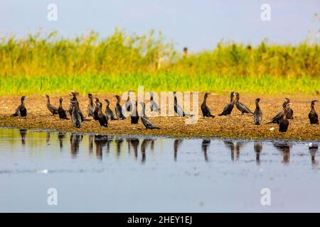 Troupeau de petits cormorans (Phalacrocorax niger), Tanguar Haor, Sunamganj, Bangladesh Banque D'Images