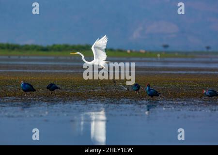 Un Grand Egret volant (Casmerodius albus), Tanguar haor, Sunamganj, Bangladesh Banque D'Images