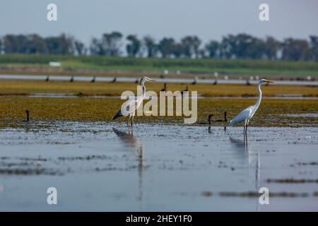 Héron gris (Ardea cinerea) et Grand Egret (Casmerodius albus), Tanguar haor, Sunamganj, Bangladesh Banque D'Images